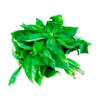 Herbs, Basil