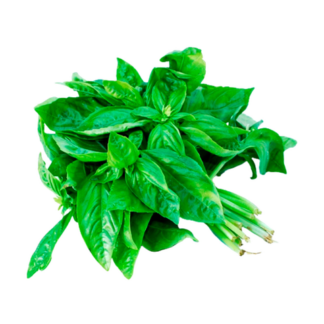 Herbs, Basil
