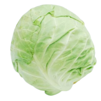 Cabbage, Green