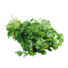 Herbs, Cilantro - Local