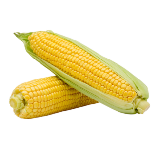 Corn, Bi-color