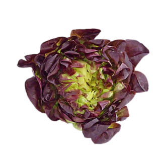 Lettuce, Red Butter