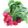 Radishes