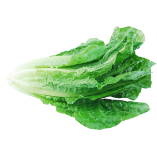 Lettuce, Romaine - Local