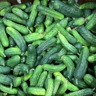 Cucumbers, Pickling
