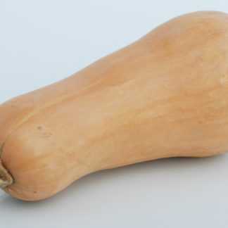 Squash, Butternut