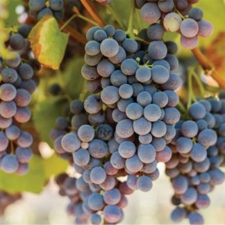 Grapes, Thomcord - Tote