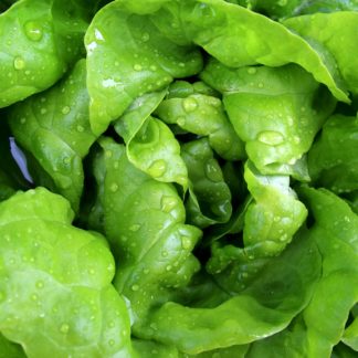 Lettuce, Green Butter
