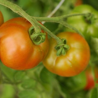 Tomatoes, Vine