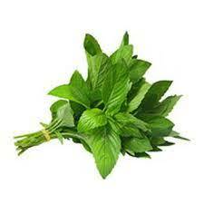 Herbs, Mint