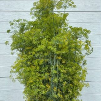 Herbs, Dill, Pickling