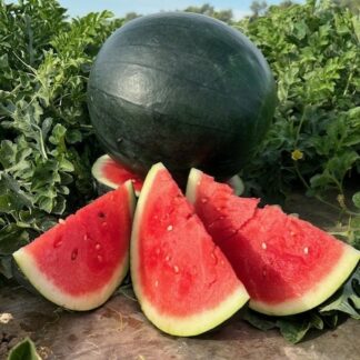 Watermelon, Midnight Seedless (Medium Size)