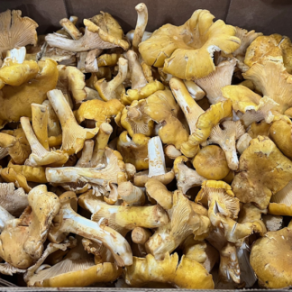 Mushrooms, Chanterelle