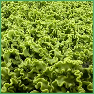 Pasta, Safer-Gluten Spinach Pappardelle Undulate - Fresh-Frozen Pasta