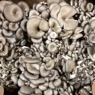 Mushrooms, Oyster