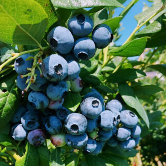 Celebrate Blueberries Class!