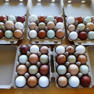 Eggs, Pasture Raised, Rainbow